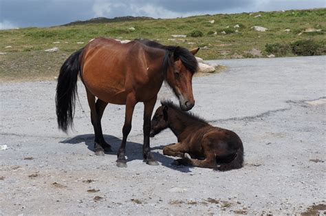 Images Gratuites De Plein Air Sauvage Rural Ranch Cheval Talon