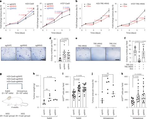 Wild Type HRAS And NRAS Constrain The Growth Of Human KRAS Driven