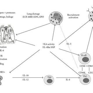 Proposed Immunopathogenesis Of ABPA In The Pathogenesis Of ABPA A