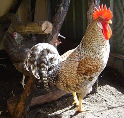 Sex Linked Chickens M J Youth Farms