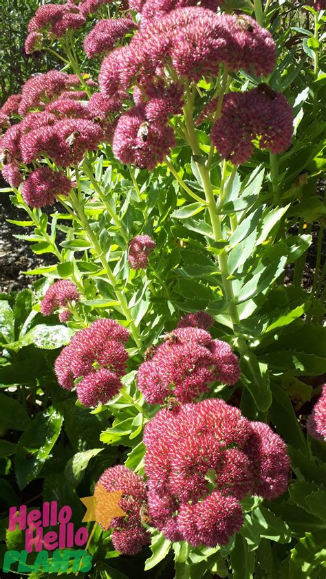 Sedum Autumn Joy Hello Hello Plants