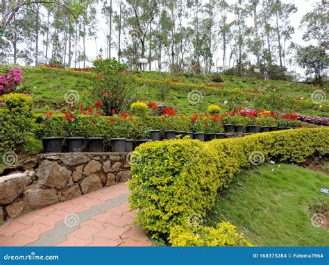 Rose Garden In Munnar Kerala India Stock Photo Image Of Kerala