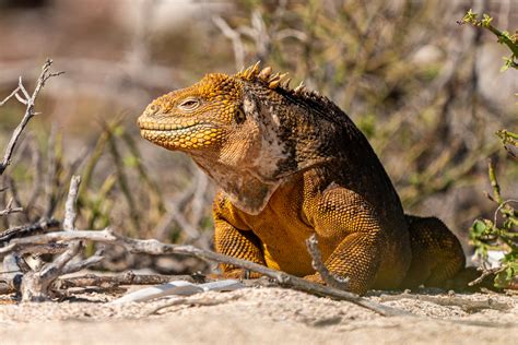 Wildlife-Watching in the Galapagos Islands