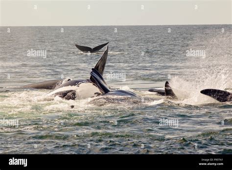 Mating North Atlantic Right Whales Eubalaena Glacialis Grand Manan