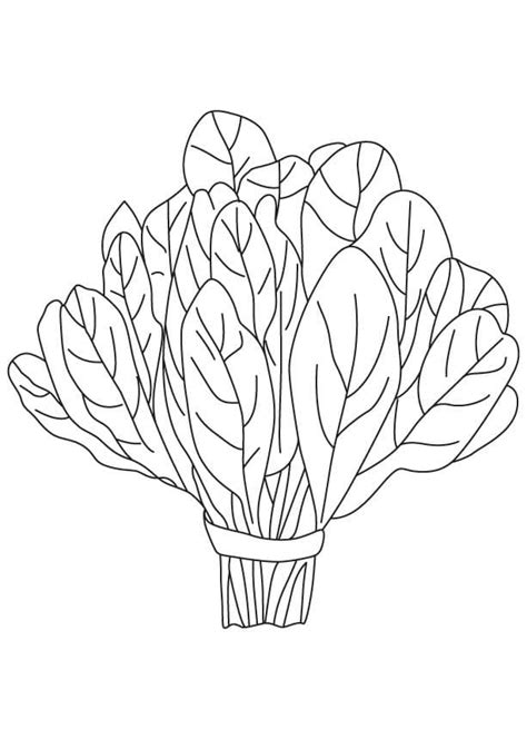 Spinach Vegetable Coloring Page Garden Coloring Pages Vegetable