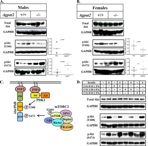 Decreased Phosphorylation Of Akt At Thr 308 In The Livers Of Agpat2