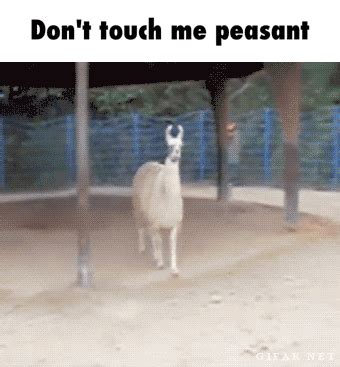 Touch Me GIFs - Find & Share on GIPHY