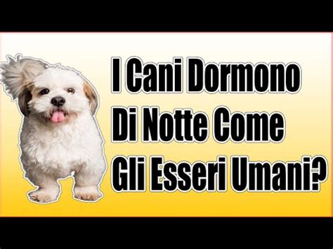 I Cani Dormono Di Notte Come Gli Esseri Umani Youtube