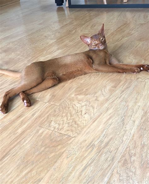 Champion Alter Tica Abyssin Abyssins D Abystyle