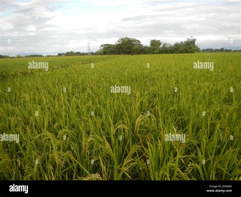 03778 Paddy Fields Grasslands Trees And Irrigation Pulo Tabon San