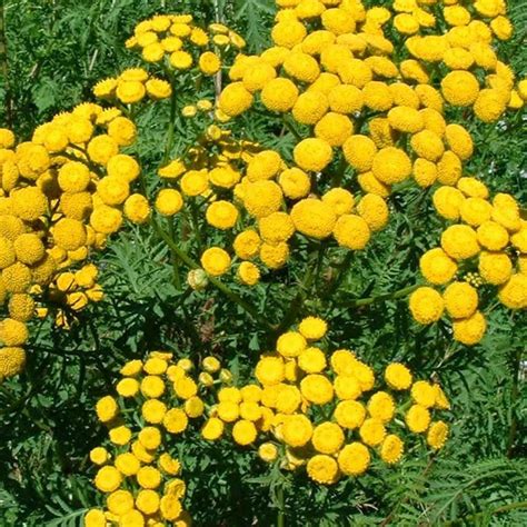 Blue Tansy Essential Oil Uses | Plants, Mosquito repelling plants, Blue tansy essential oil