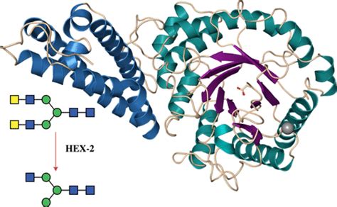 Bioinformatic Enzymatic And Structural Characterization Of Trichuris