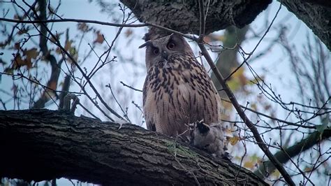 Oehoe Plukt Een Wintertaling Kaal Zelf Geschoten Vroege Vogels