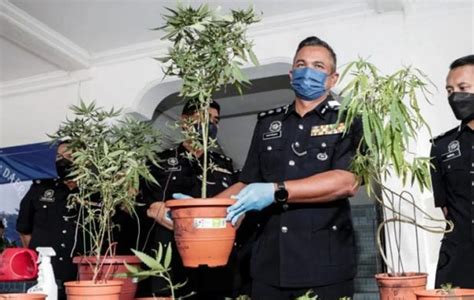 Penyanyi Nasyid Kantoi Tanam Pokok Ganja