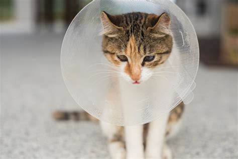 A importância do colar elizabetano para gato dicas valiosas Guia Animal