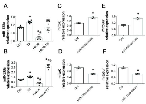 The T3 Responsive MiR 133a Is Involved In The Up Regulation Of MitoK