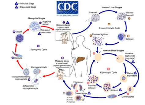 Parasites And The Immune System Galaxy Diagnostics