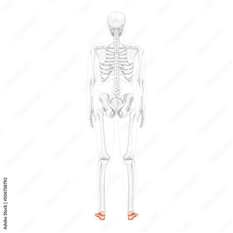 Foot Ankle Bones Skeleton Human Back Posterior Dorsal View With Partly