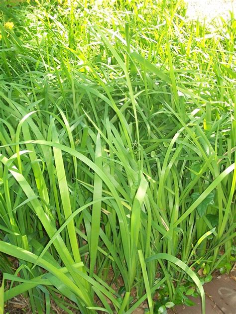 Green Ribbon Grass ♥ Shades Of Green Green Green Ribbon