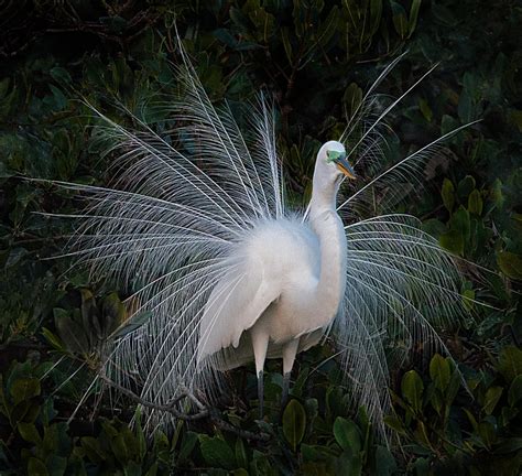 Egret Mating Display Of Feathers Photograph By Lynnae Pedersen Fine