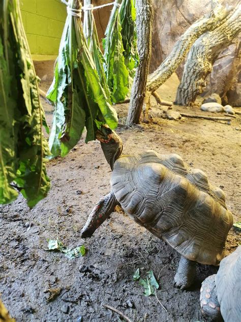 Reptile.zoo Kilkenny at Sean Swick blog