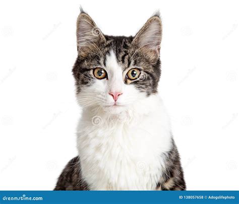 Pretty Young Tabby Cat Closeup Isolated On White Stock Photo Image Of