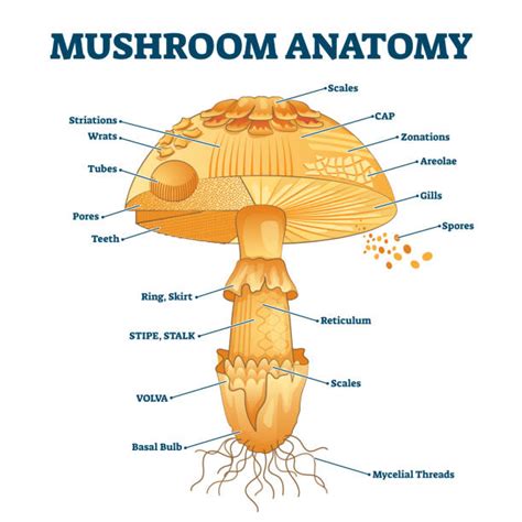 720+ Fungi Diagram Stock Illustrations, Royalty-Free Vector Graphics & Clip Art - iStock