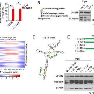 LIN28B Interacts With TP53 MRNA At The 5 Untranslated Region UTR A