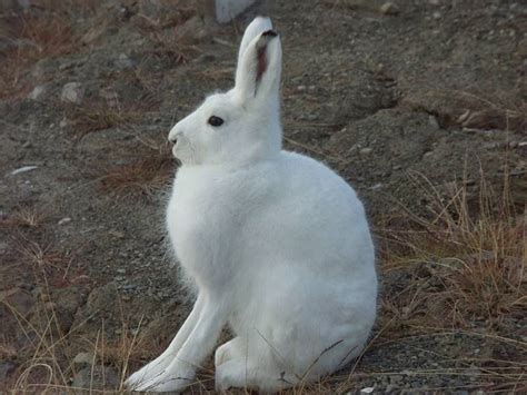 The Arctic Hare Polar Rabbit