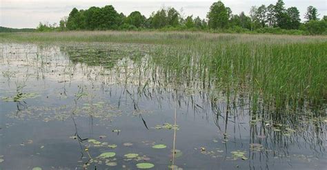 Poleski Park Narodowy Lublin Che M Parki Narodowe I Rezerwaty