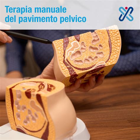 Terapia Manuale Pavimento Pelvico Fisioterapia Ed Esercizi SportClinic