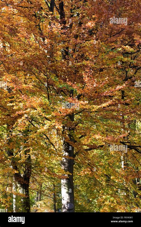 Hojas De Arboles Arboles Fotograf As E Im Genes De Alta Resoluci N Alamy