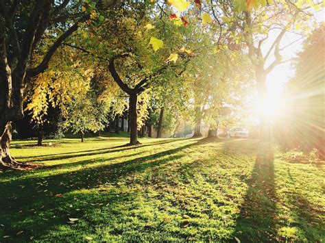 Free Images Tree Nature Forest Grass Outdoor Light Sunshine