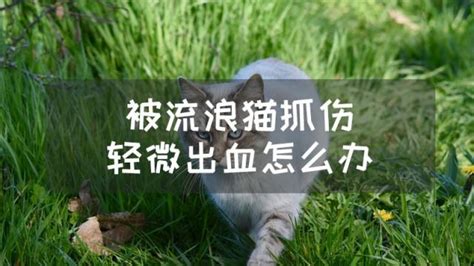 被猫抓伤后的正确处理方法 百度经验