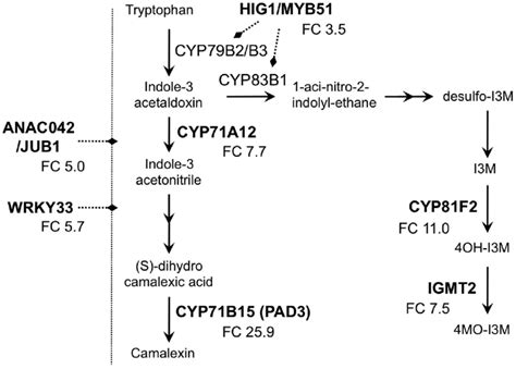 Schematic Representation Of The Camalexin And Indolic Glucosinolate