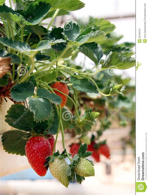 Growing Strawberries In Greenhouses Stock Image Image Of Strawberries