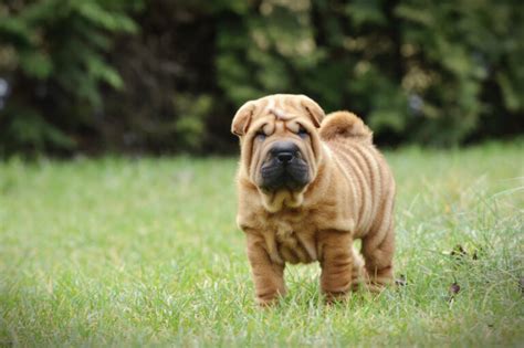 5 Razas De Perros Arrugados Con Mis Mascotas