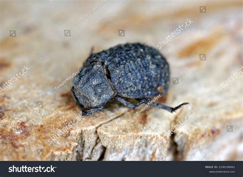 Hiding Beetle 1 348 Images Photos Et Images Vectorielles De Stock