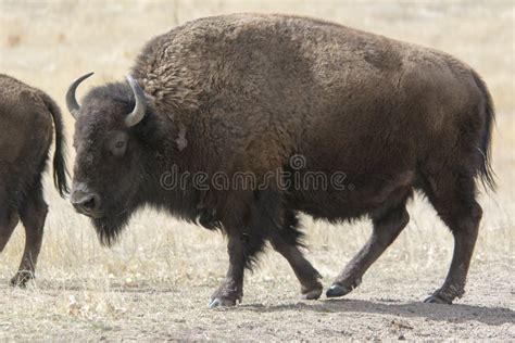 Buffalo On The Great Plains Stock Image Image Of Great Walking 94089711