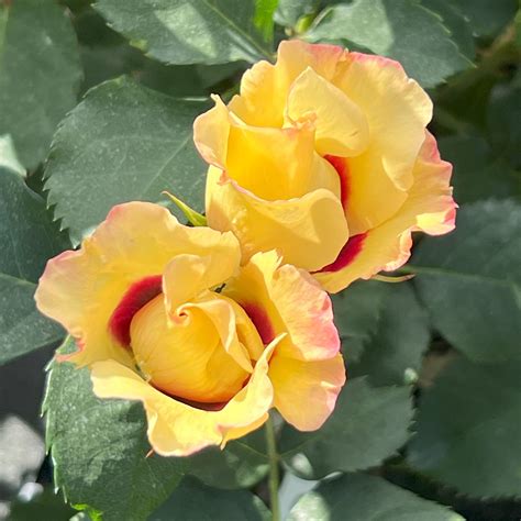 Oliver's Rose | Yellow Persica Floribunda Rose | The Fragrant Rose Company
