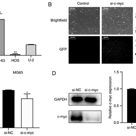 Relative C Myc Gene Expression In Osteosarcoma And Knockdown Efficiency