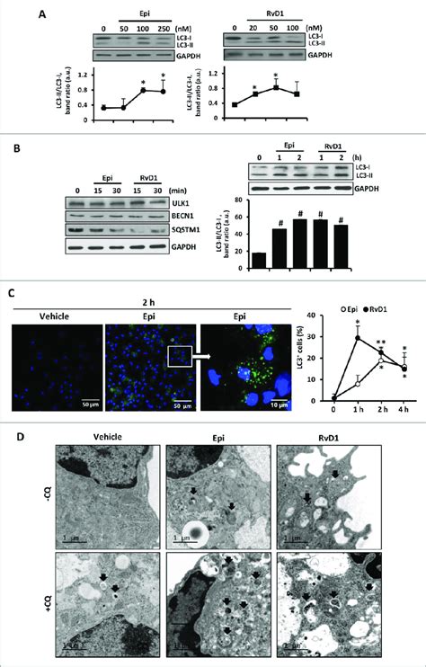 The Autophagic Pathway Is Enhanced In Epi Lxa And Rvd Treated