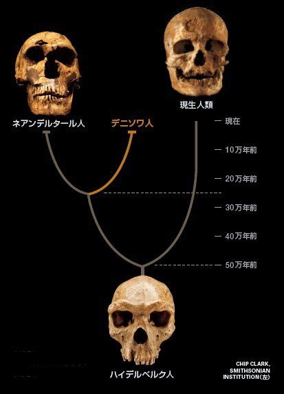 『生物の変遷と進化』第34回 旧人類の出現 奈良の鹿たち