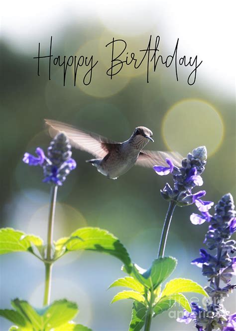 Happy Birthday Hummingbird Images | Happy Birthday