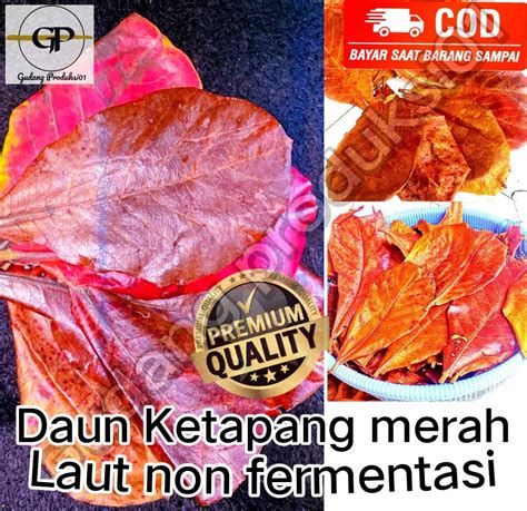 Daun Ketapang Laut Kering Siap Pakai Cocok Untuk Ikan Cupang Channa