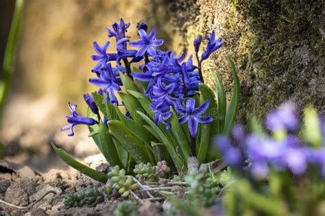 Macro Shot Of A Hyacinth Hyacinthus Orientalis Blue Star Flowering