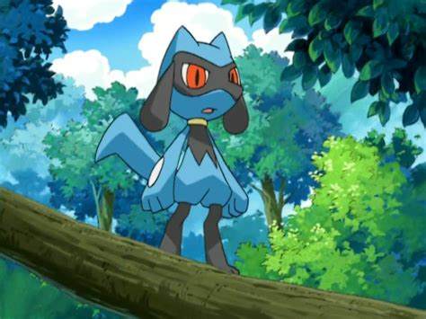 Riolu Anime Pokémon Wiki Fandom Powered By Wikia