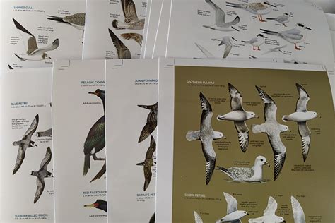 Peter Harrison Announces Seabirds The New Identification Guide Apex