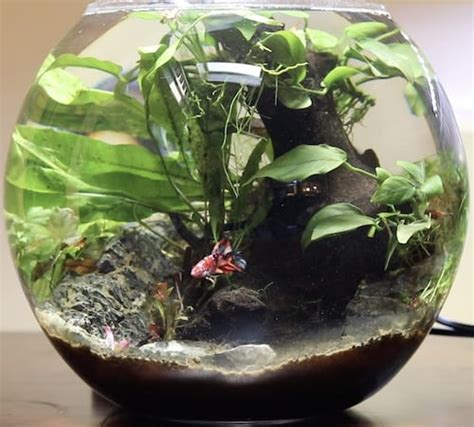 Betta Bowl Setup Step By Step Tutorial With Live Plants