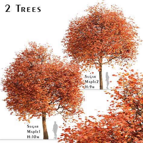 Pruning Maple Trees Australia Stunning Column Slideshow